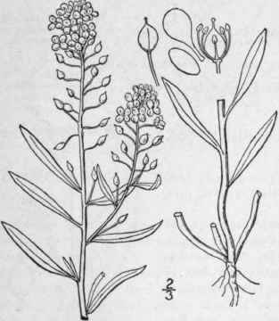3 Koniga Adans Fam Pl 2 420 1763 Lobularia Desv Jo 353