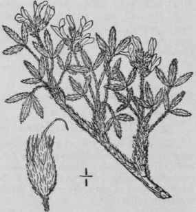 3 Orophaca Sericea Nutt Britton Hoary Milk Vetch 903