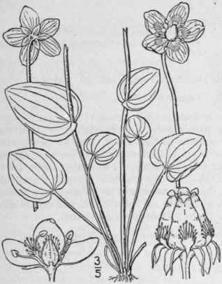 3 Parnassia Kotzebuei C S Kotzebue s Grass Of Parn 490