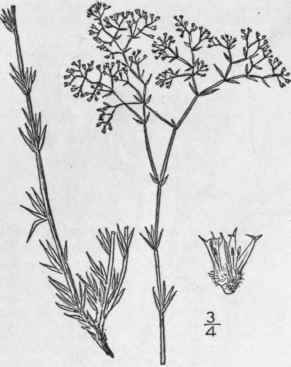 3 Paronychia Wardi Rydb Ward s Whitlow Wort 60