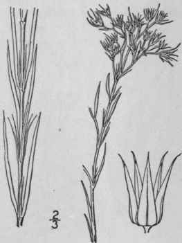 3 Paronychia Wardi Rydb Ward s Whitlow Wort 61