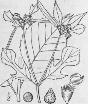 3 Poinsettia Heterophylla L Kl Garcke Various Leav 1110