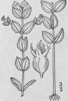 3 Rhexia Arist Sa Britton Awn Petaled Meadow Beaut 1354