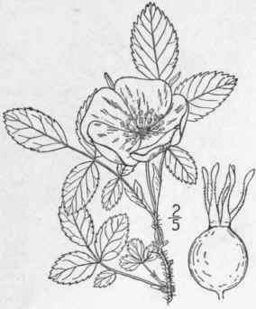 3 Rosa Acicul Ris Lindl Prickly Rose 651