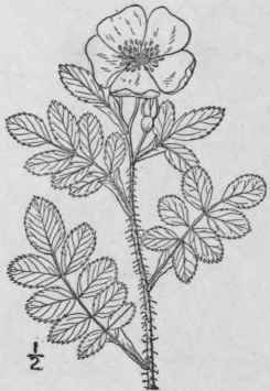 3 Rosa Acicul Ris Lindl Prickly Rose 652