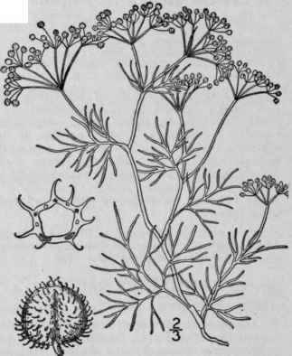 3 Spermolepis Echin Tus Nutt Heller Bristly Fruite 1505