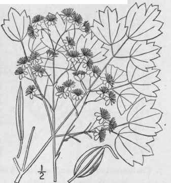 3 Thalictrum Cori Ceum Britton Small Thick Leaved  276