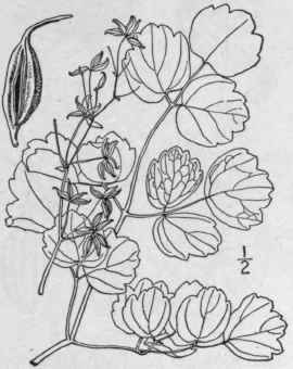 3 Thalictrum Cori Ceum Britton Small Thick Leaved  277