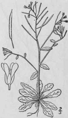 30 Arabidopsis Dc Schur Enum Pl Trans 55 1866 Pil 405