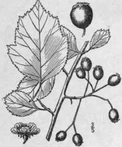 30 Crataegus Viridis L Southern Thorn 707