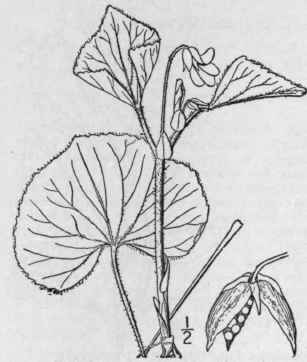 36 Viola Erioc Rpa Schwein Smoothish Yellow Violet 1301