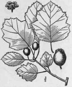 37 Crataegus P Llens Beadle Beadle s Yellow Fruite 713