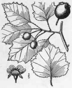 38 Crataegus Boyntoni Beadle Boynton s Thorn 714