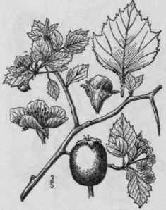 39 Crataegus Fl Va Aiton Summer Or Yellow Haw 715