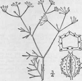 39 Sperm lepis Raf Neog 2 1825 Leptocaulis Nutt Dc 1503