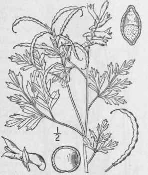 4 Capnoides Ureum Willd Kuntze Golden Corydalis 334