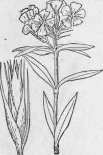 4 Dianthus Barb Tus L Sweet William Bunch Or Frenc 175