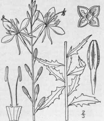 4 Gaura Sinu Ta Nutt Wavy Leaved Gaura 1413