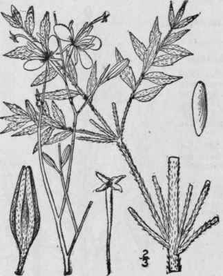 4 Gaura Sinu Ta Nutt Wavy Leaved Gaura 1414