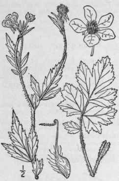 4 Geum Macroph Llum Willd Large Leaved Avens 621