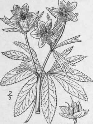 4 Helleborus Tourn L Sp Pl 557 1753 199