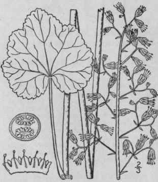 4 Heuchera Macrorhiza Small Big Rooted Heuchera 519