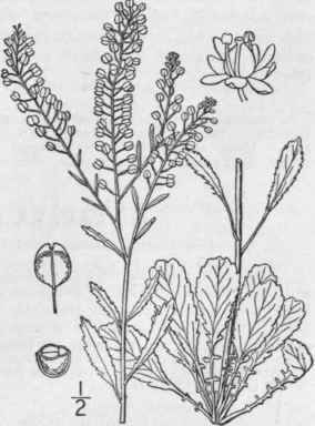 4 Lepidium Virginicum L Wild Pepper Grass 382