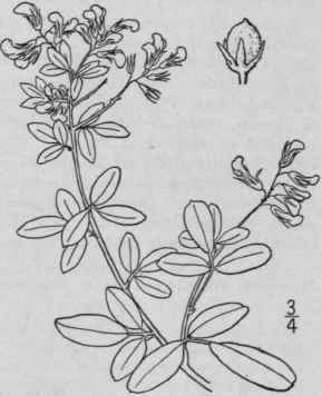 4 Lespedeza Manni Na Mackenzie Bush Alann s Bush C 942