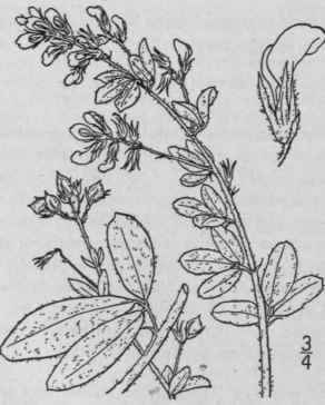 4 Lespedeza Manni Na Mackenzie Bush Alann s Bush C 943