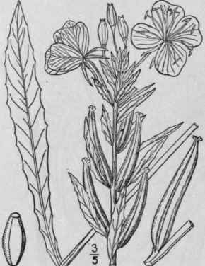 4 Oenothera Oakesi Na Robbins Oakes Evening Primro 1382