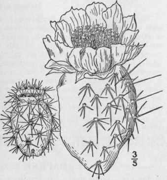 4 Opuntia Polyac Ntha Haw Many Spined Opuntia Tuna 1332