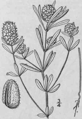 4 Polygala Cruci Ta L Cross Leaved Or Marsh Milkwo 1040