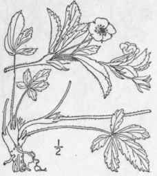 4 Potentilla Canadensis L Five Finger Common Cinqu 572