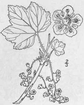 4 Ribes Triste Pall American Red Currant 542