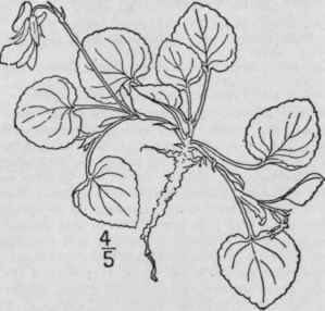 42 Viola Labradorica Schrank Alpine Violet 1306