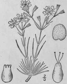 5 Arenaria F Ndleri A Gray Fendler s Sandwort 123