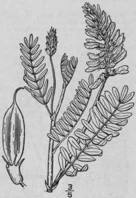 5 Astragalus Bisulc Tus Hook A Gray Two Grooved Mi 880
