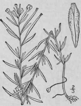 5 Epilobium Line Re Muhl Linear Leaved Willow Herb 1373