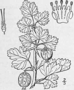 5 Grossularia Reclinata L Mill Garden Gooseberry 551
