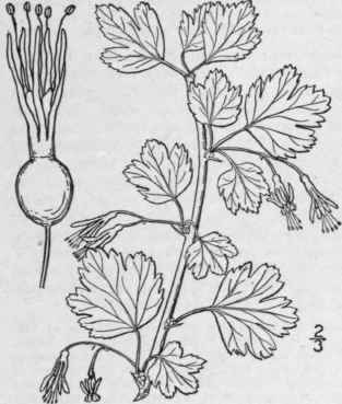 5 Grossularia Reclinata L Mill Garden Gooseberry 552