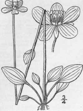 5 Parnassia Parvifl Ra Dc Small Flowered Grass Of  491