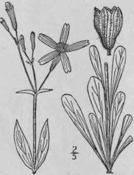 5 Silene N Tans L Nodding Catchfly 148