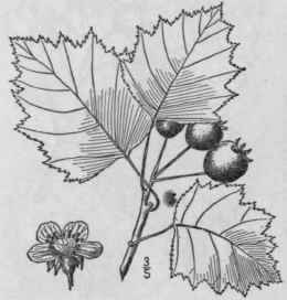51 Crataegus Be Ta Sargent Dunbar s Thorn 727