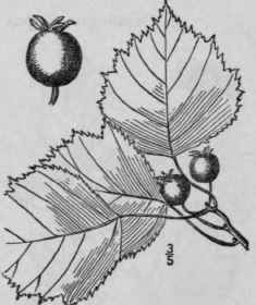 52 Crataegus Disj Ncta Sargent Missouri Thorn 728
