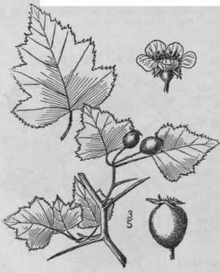 53 Crataegus Gattingeri Ashe Gattinger s Thorn 729