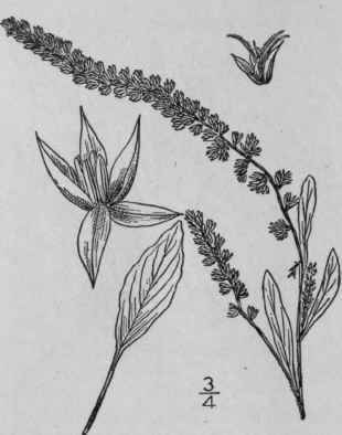 6 Amaranthus Graecizans L Tumble Weed 7
