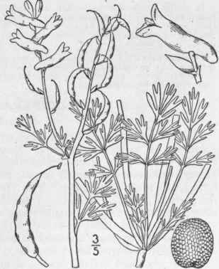 6 Capnoides Camp Stre Britton Plains Corydalis 336