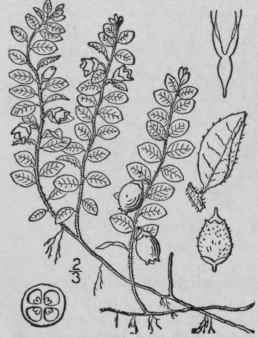 6 Chiogenes Salisb Trans Hort Soc Lond 2 94 1814 1616