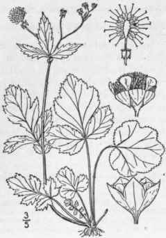 6 Geum V Rnum Raf T G Spring Avens Early Water Ave 622
