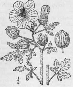 6 Hibiscus Tri Num L Bladder Ketmia Flower Of An H 1216